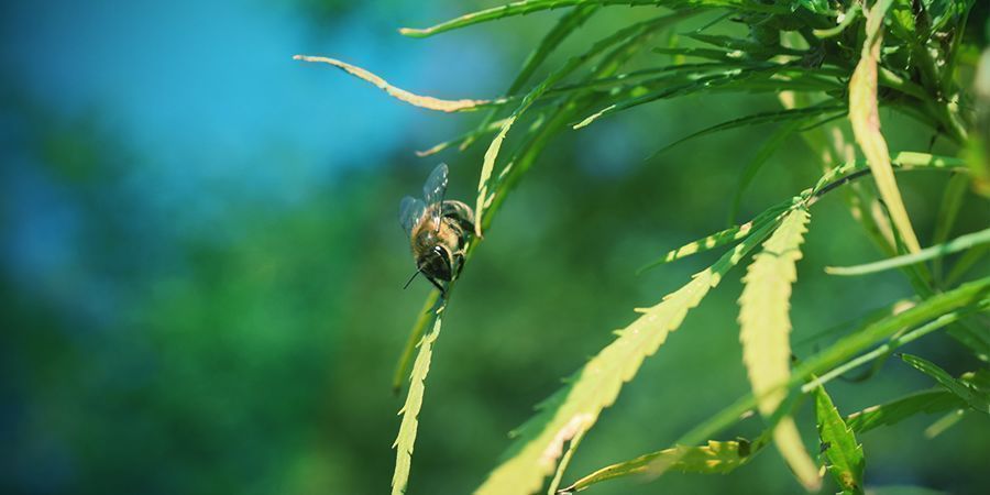 Cannabis Plant Pollination