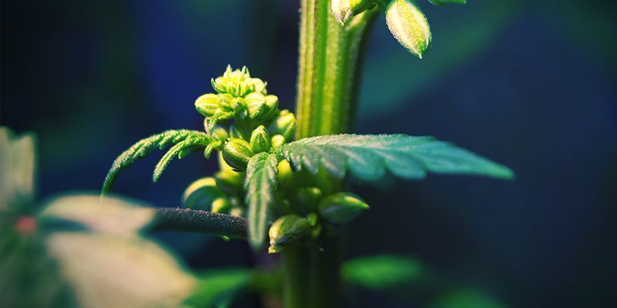 Male Cannabis Plants