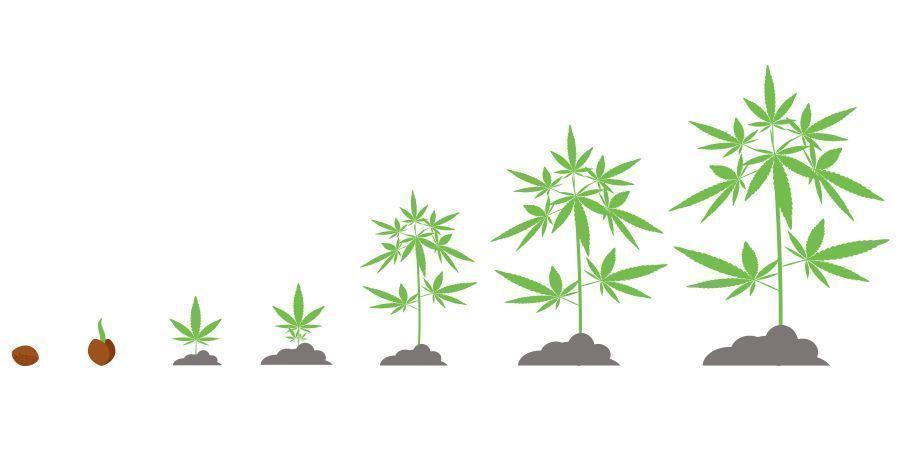 Cannabis Timeline