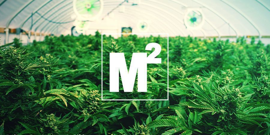 HOW MANY MARIJUANA PLANTS CAN BE GROWN PER SQUARE METRE?