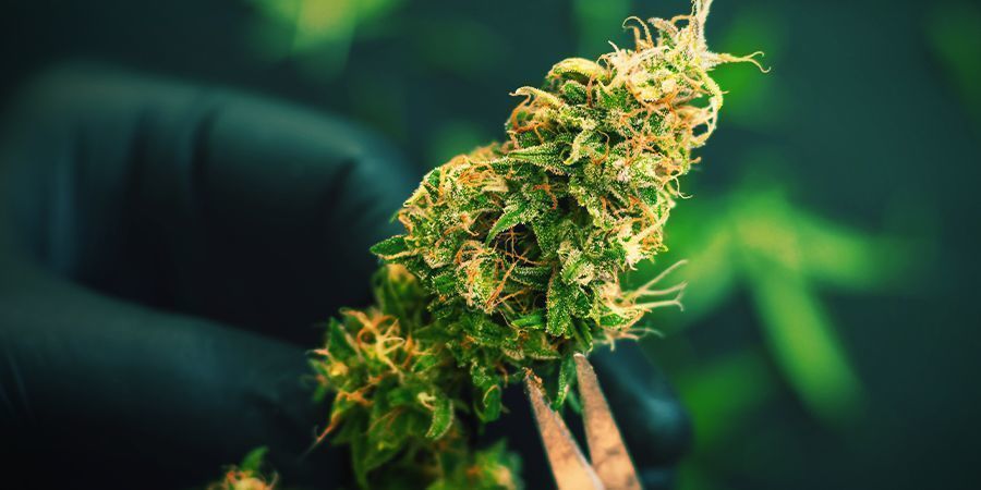 Harvesting Your Cannabis Guerrilla Grow