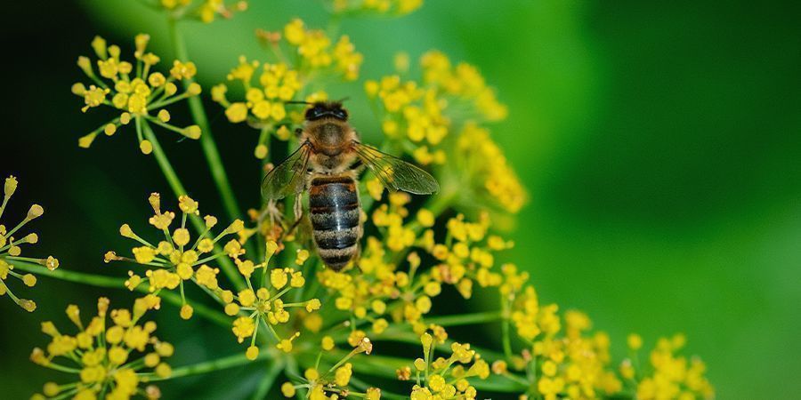 DILL: PERFECT FOR CANNABIS COMPANION PLANTING