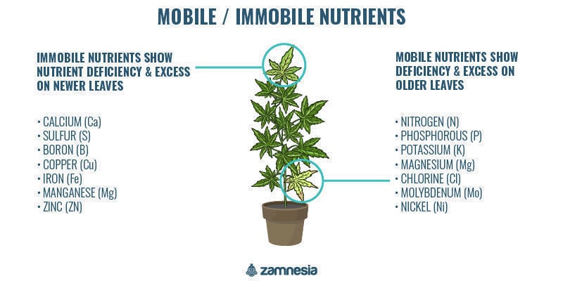 Mobile vs. immobile plant nutrients