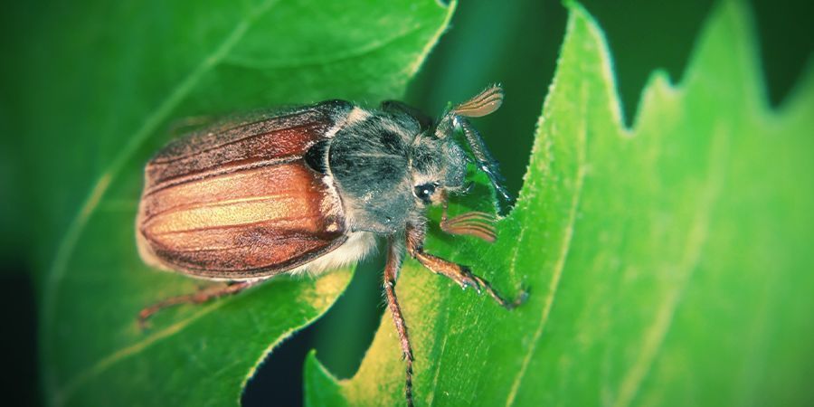 Cockchafer