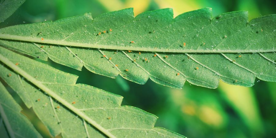 Spider Mite