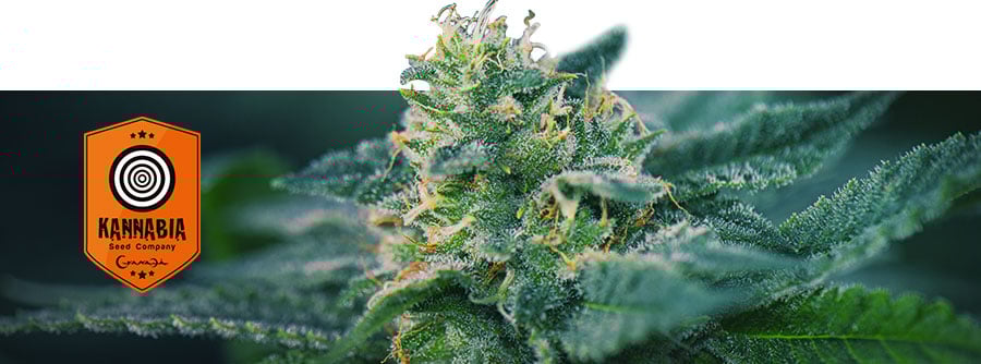 Information About Kannabia Information About Kannabia