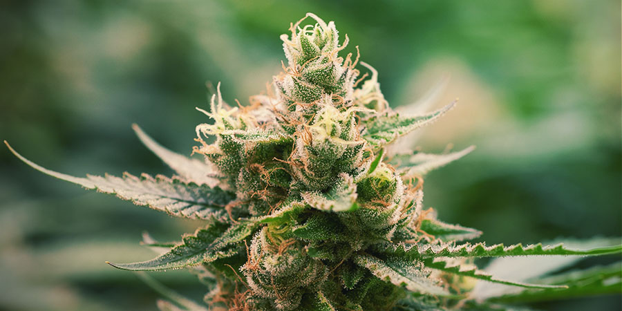 La Blanca (Kannabia)