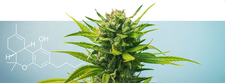 A Guide To High-thc Strains A guide to high-THC strains