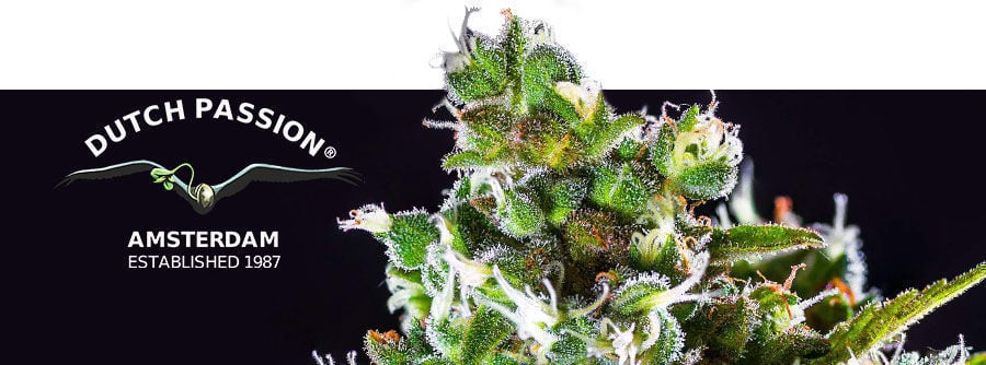 Information about Dutch Passion Information about Dutch Passion