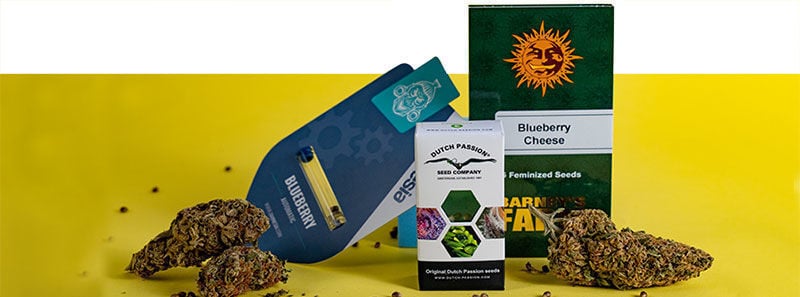 About Blueberry Strains About Blueberry Strains