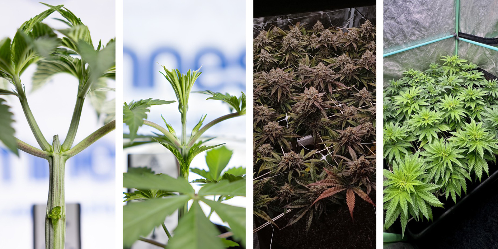 Alternatives to LST for autoflowers Alternatives to LST for autoflowers