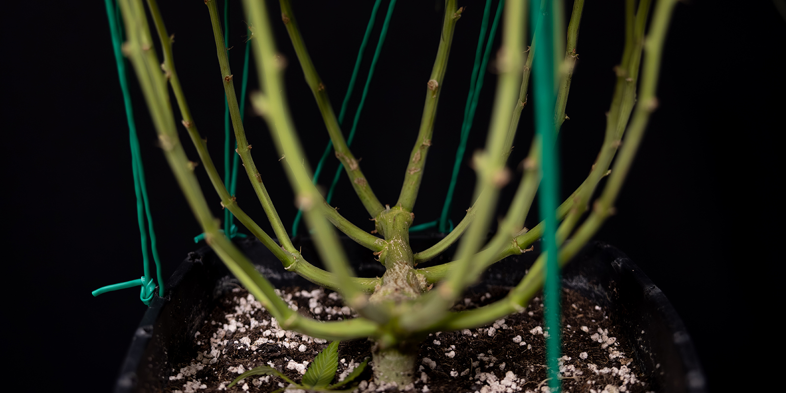 LST: The secret to happy, healthy autoflowers? LST: The secret to happy, healthy autoflowers?