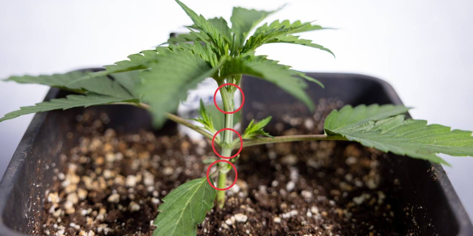 When to start LST on autoflowers? When to start LST on autoflowers?