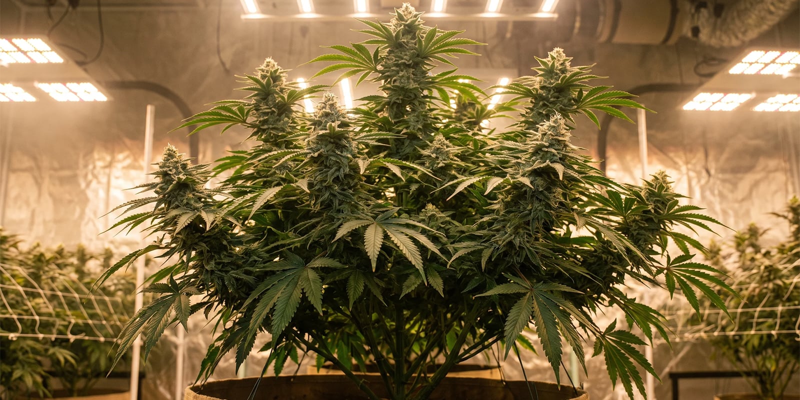 Bigger yields start with a clean transplant