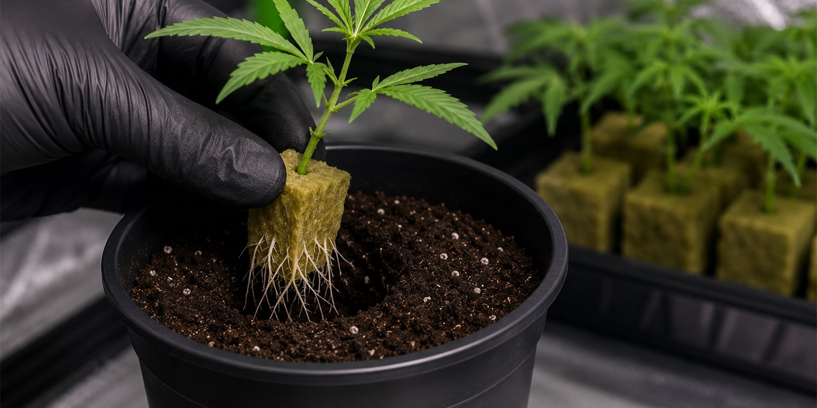 When to transplant cannabis clones