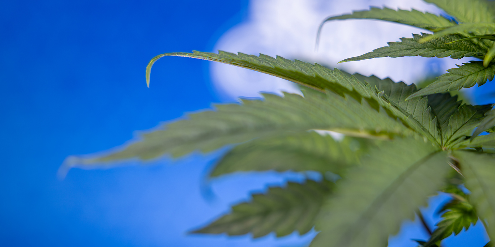 Don't let the claw get you down! Don't let the claw get you down!