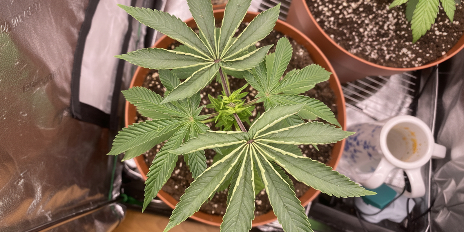 Heat stress Heat stress