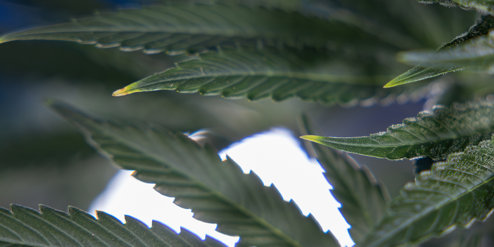 Nitrogen toxicity Nitrogen toxicity