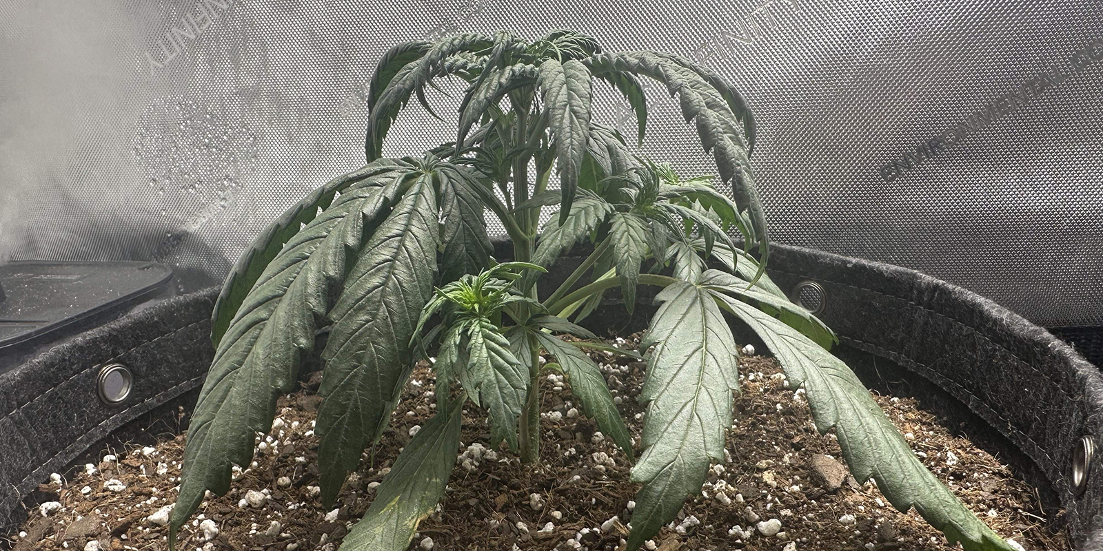 Overwatering Overwatering