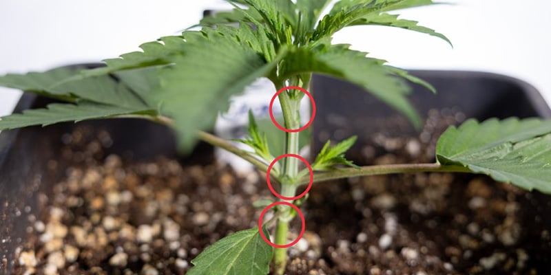 Confirm the plant is healthy and has 3&ndash;4 nodes