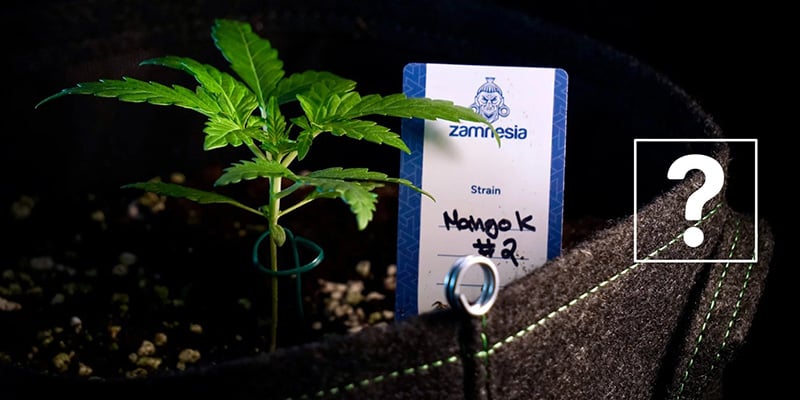 Can you transplant autoflowers?