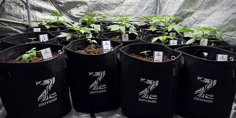 Choose the right pot