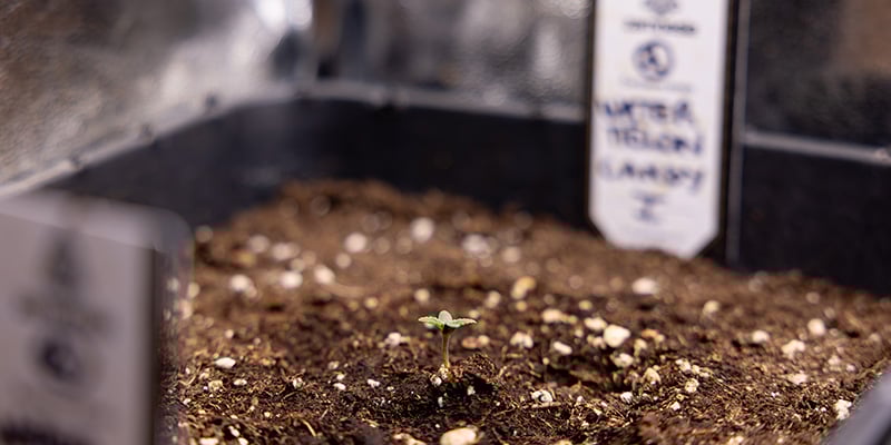 Transplanting alternatives: Starting in the final pot