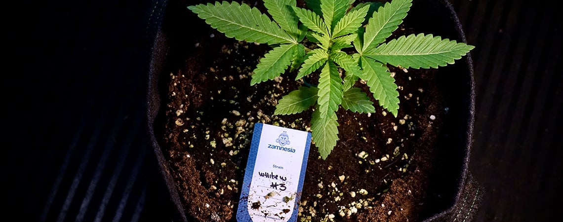 Transplanting autoflowers: Smooth moves for healthy roots