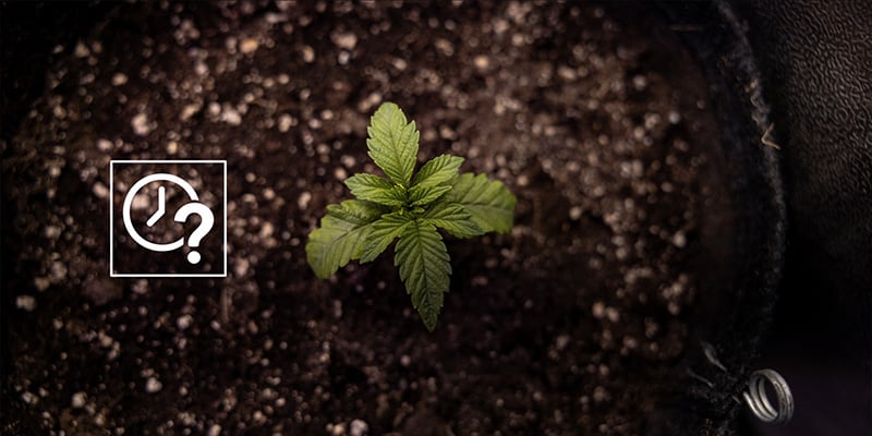 When to transplant autoflowers