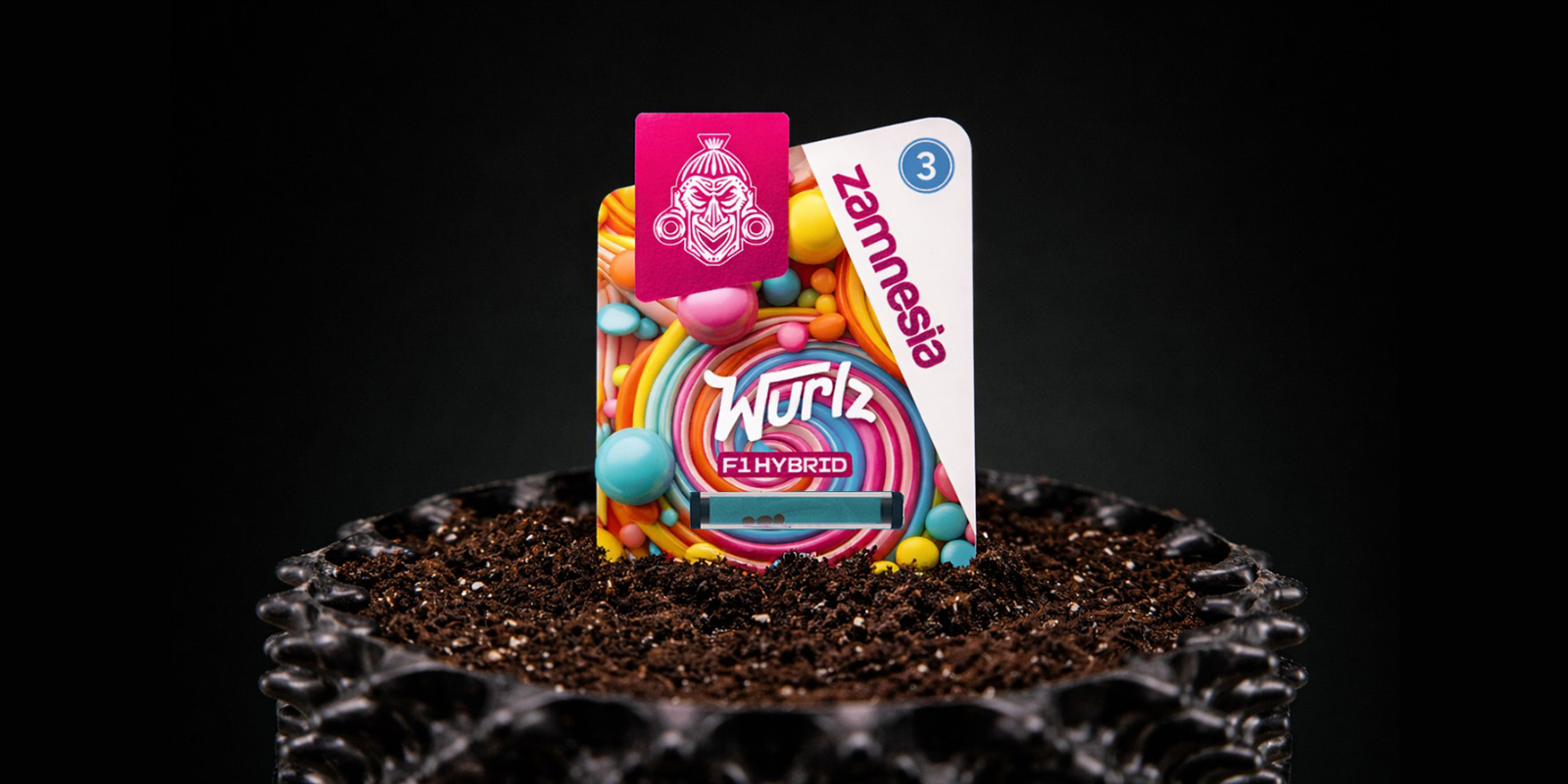 Germinating autoflowering seeds