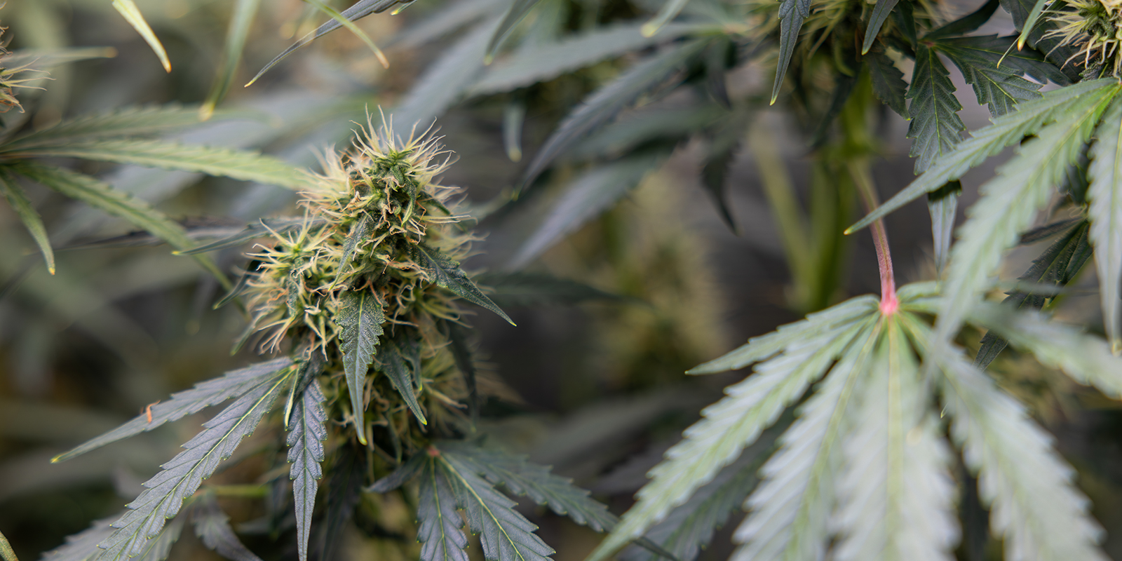 Cannabis sativa: A modern understanding