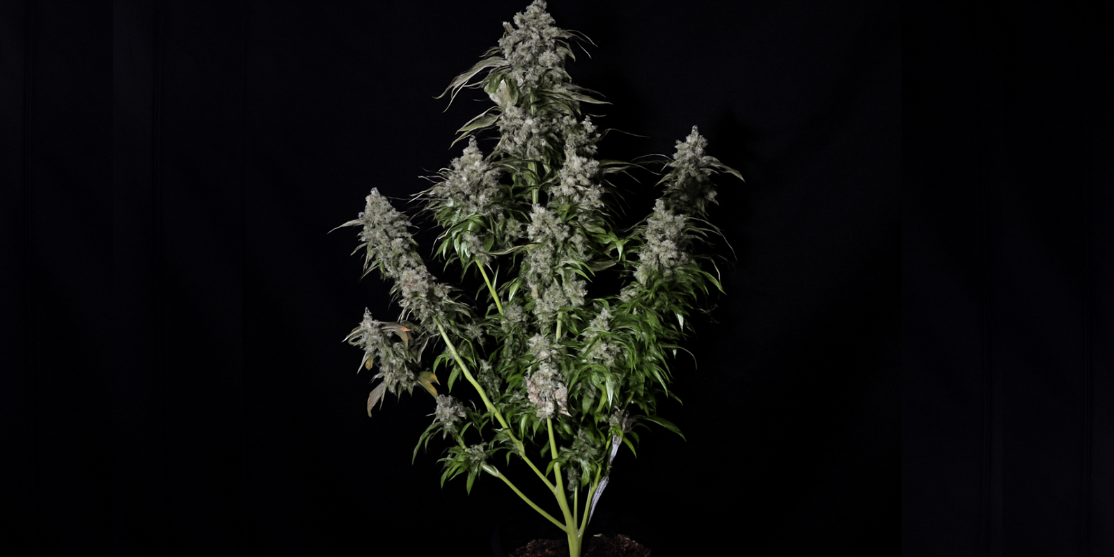 How to recognise a sativa plant