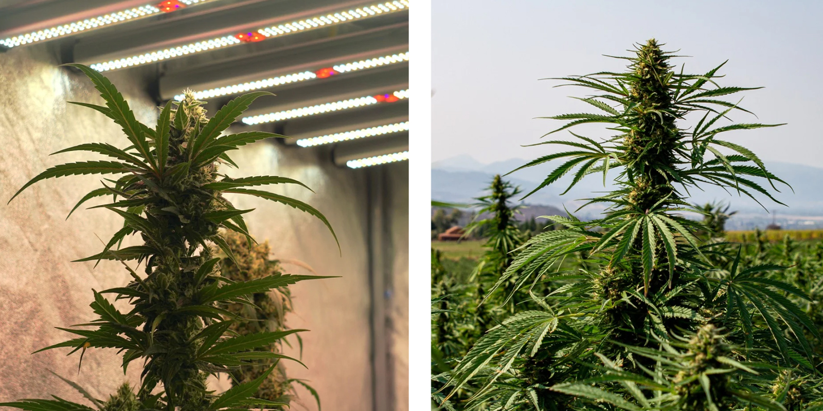 Indoor vs outdoor considerations