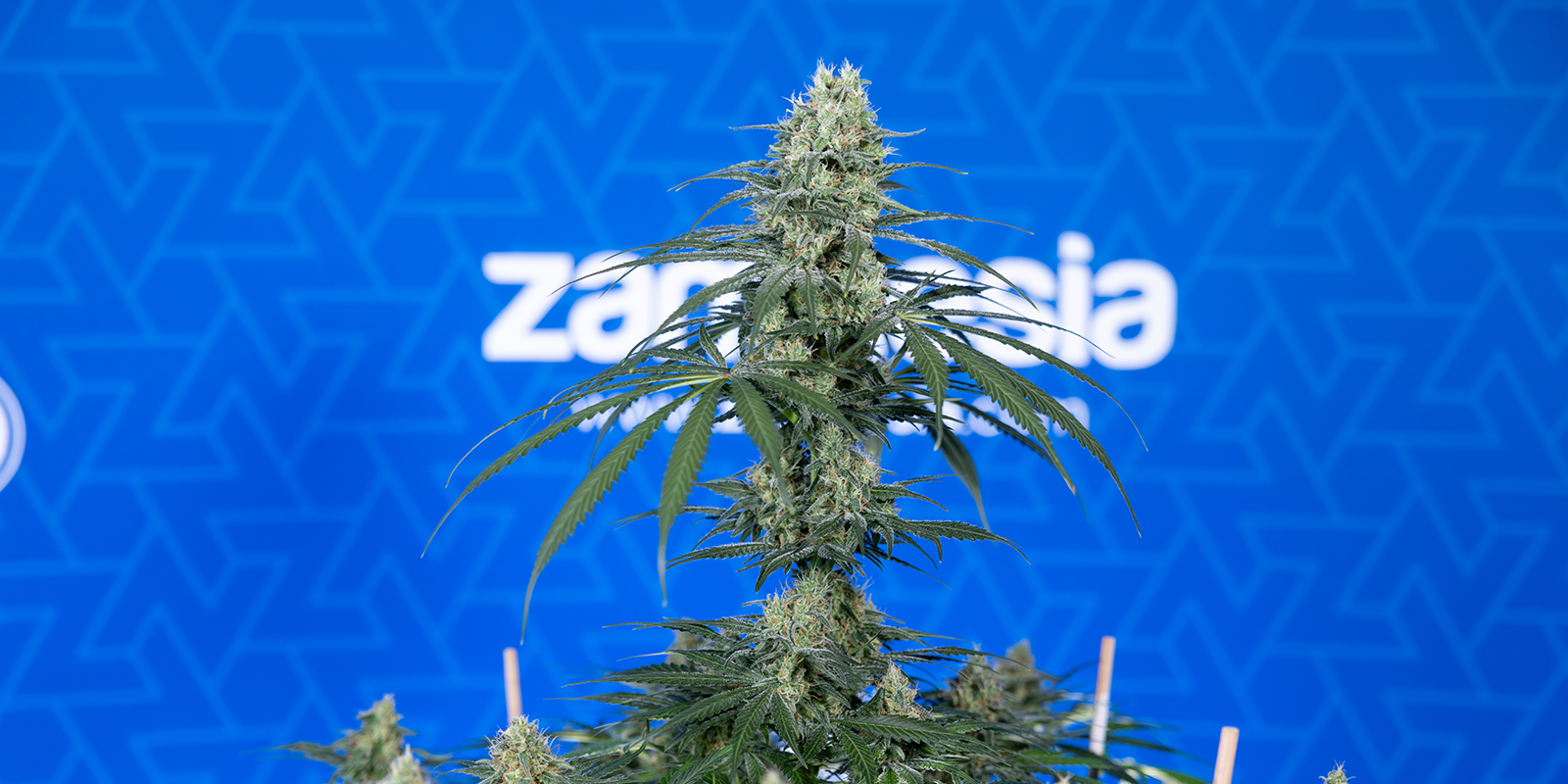 Typical height and flowering time