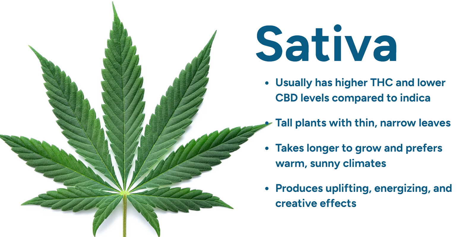 Understanding Cannabis sativa
