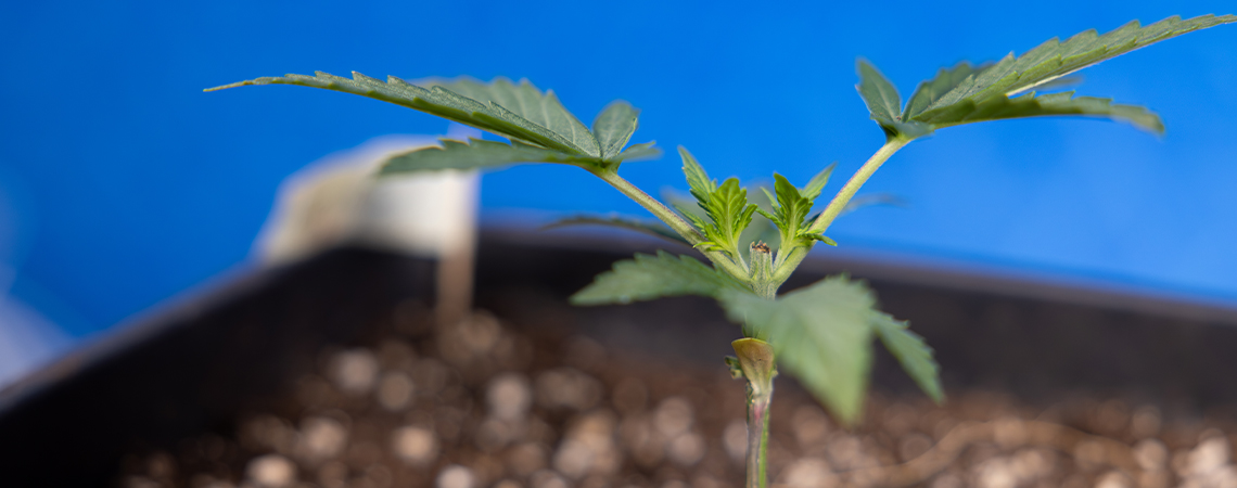 Topping cannabis: Everything you need to know Topping cannabis: Everything you need to know