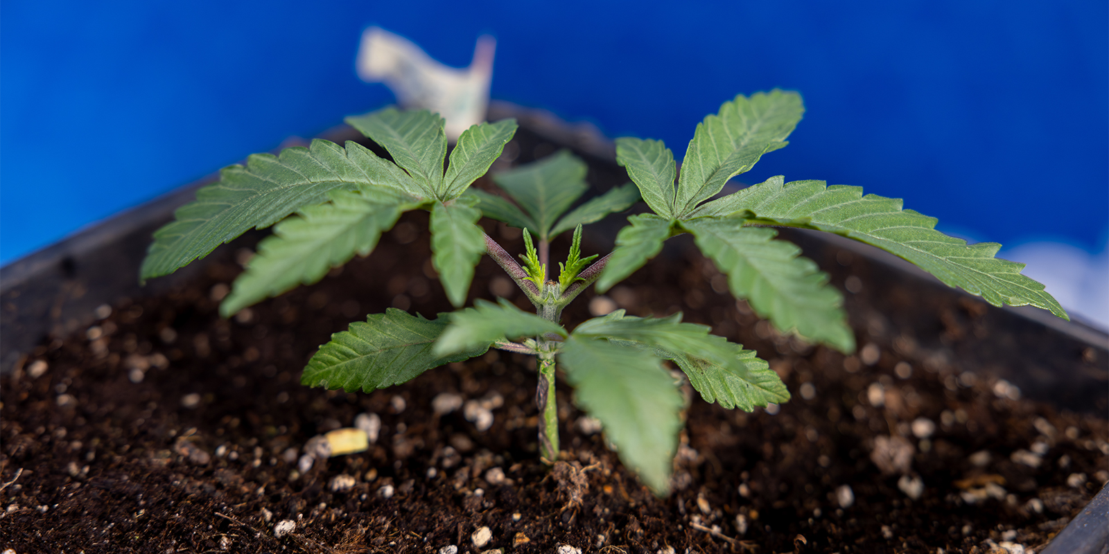 Is topping cannabis worth it? Is topping cannabis worth it?