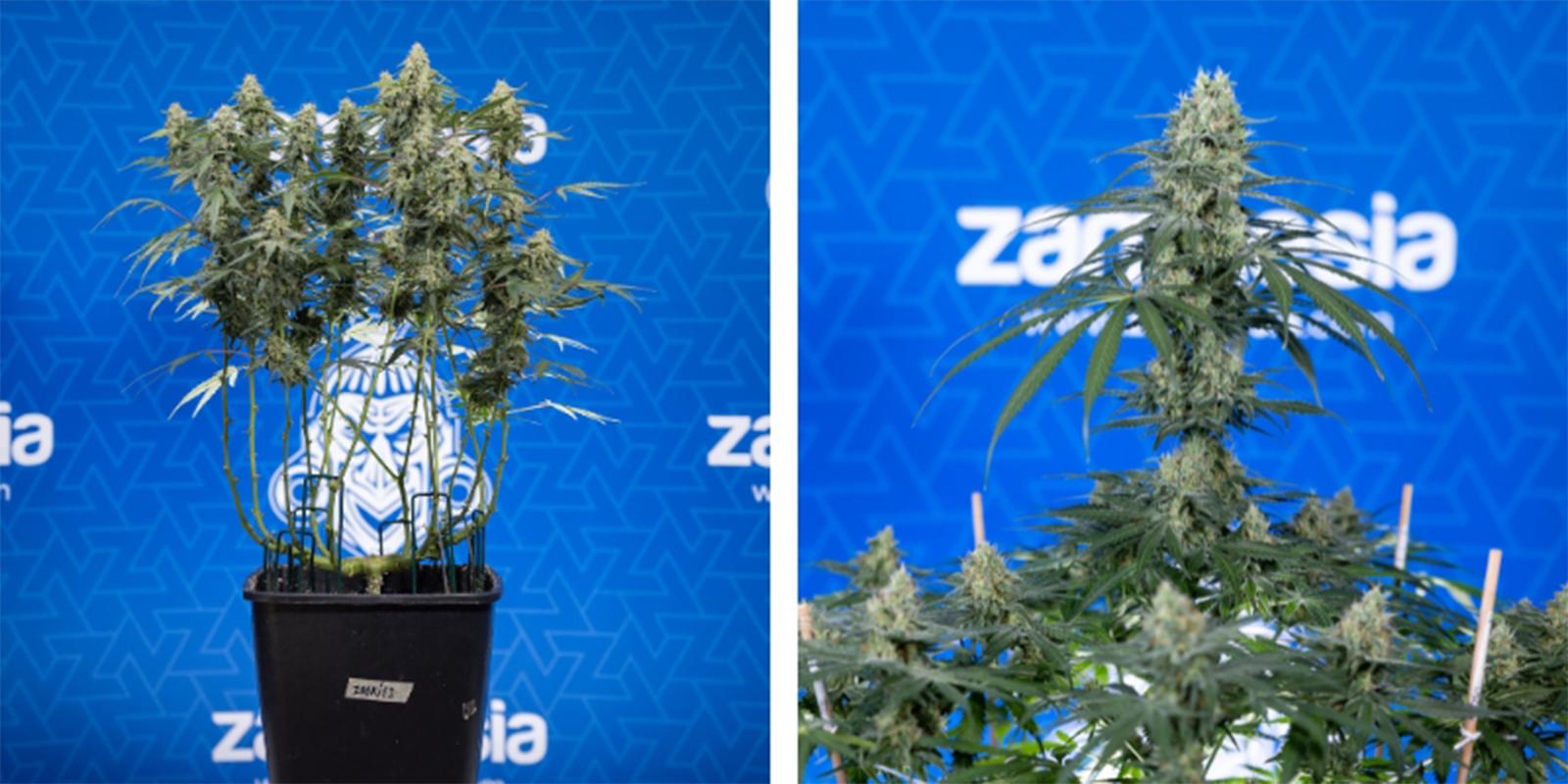 Topping vs not topping Topping vs not topping