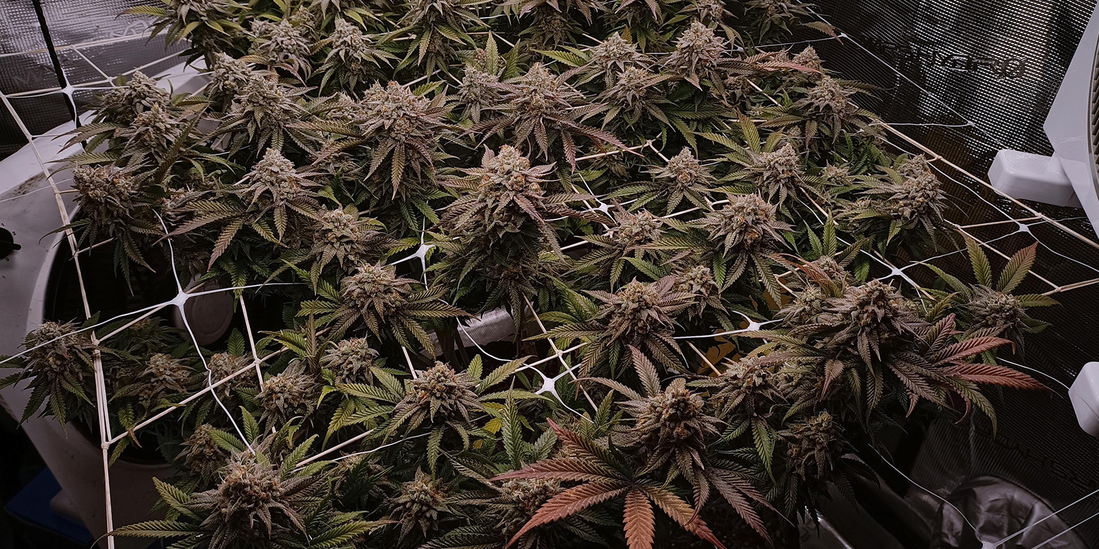 What is ScrOG and why use it?
