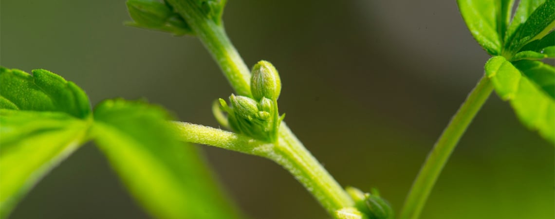 Why It's Important To Determine The Gender Of Your Cannabis Plants Why It's Important To Determine The Gender Of Your Cannabis Plants