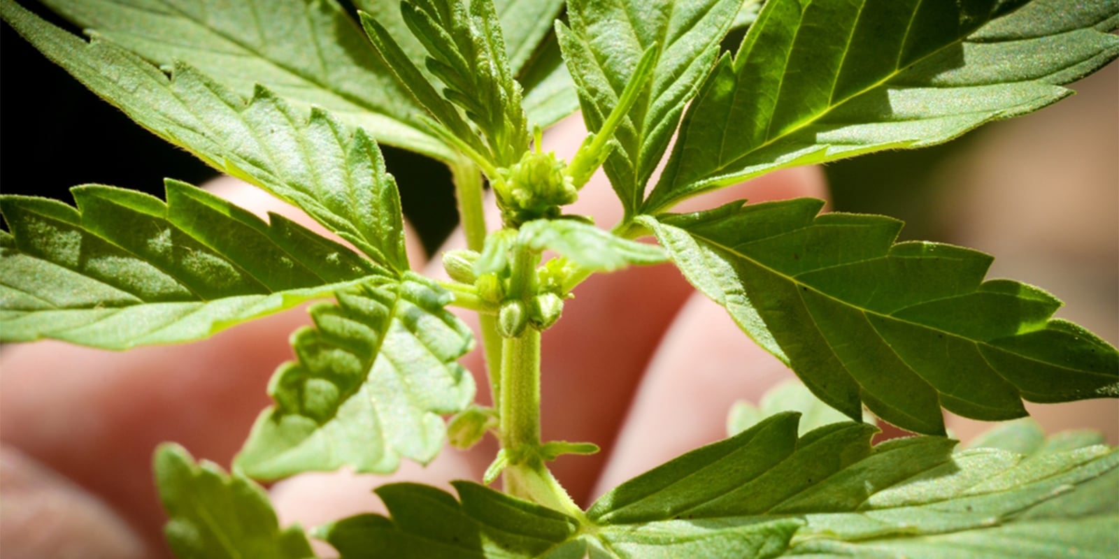Common mistakes when sexing cannabis plants Common mistakes when sexing cannabis plants