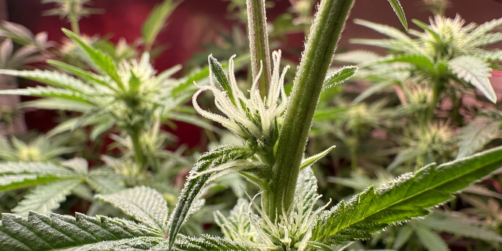 Early signs of a female cannabis plant