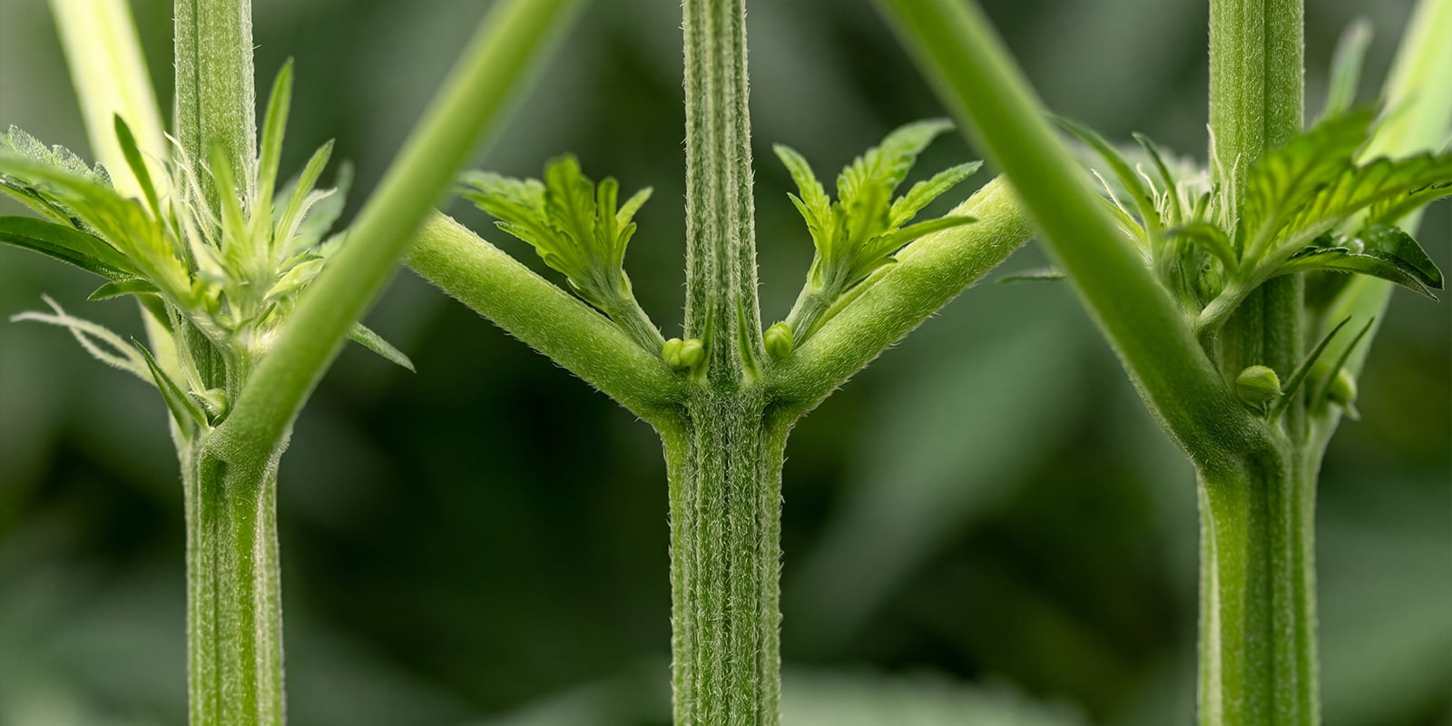 Early signs of a male cannabis plant