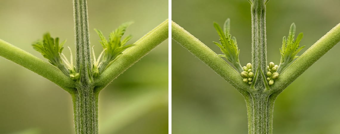 How to Identify Male vs Female Cannabis