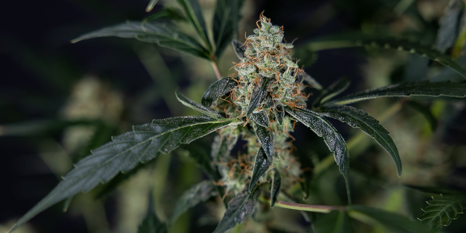 Trust your eyes: Final tips for identifying plant sex