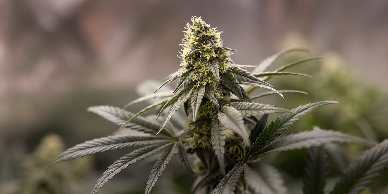 Understanding cannabis pre-flowers
