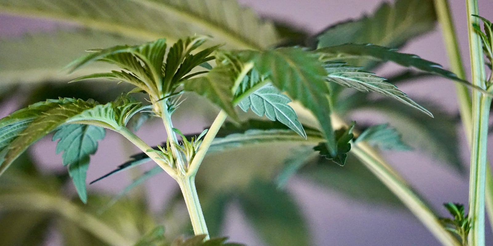 Early signs of a female cannabis plant Early signs of a female cannabis plant
