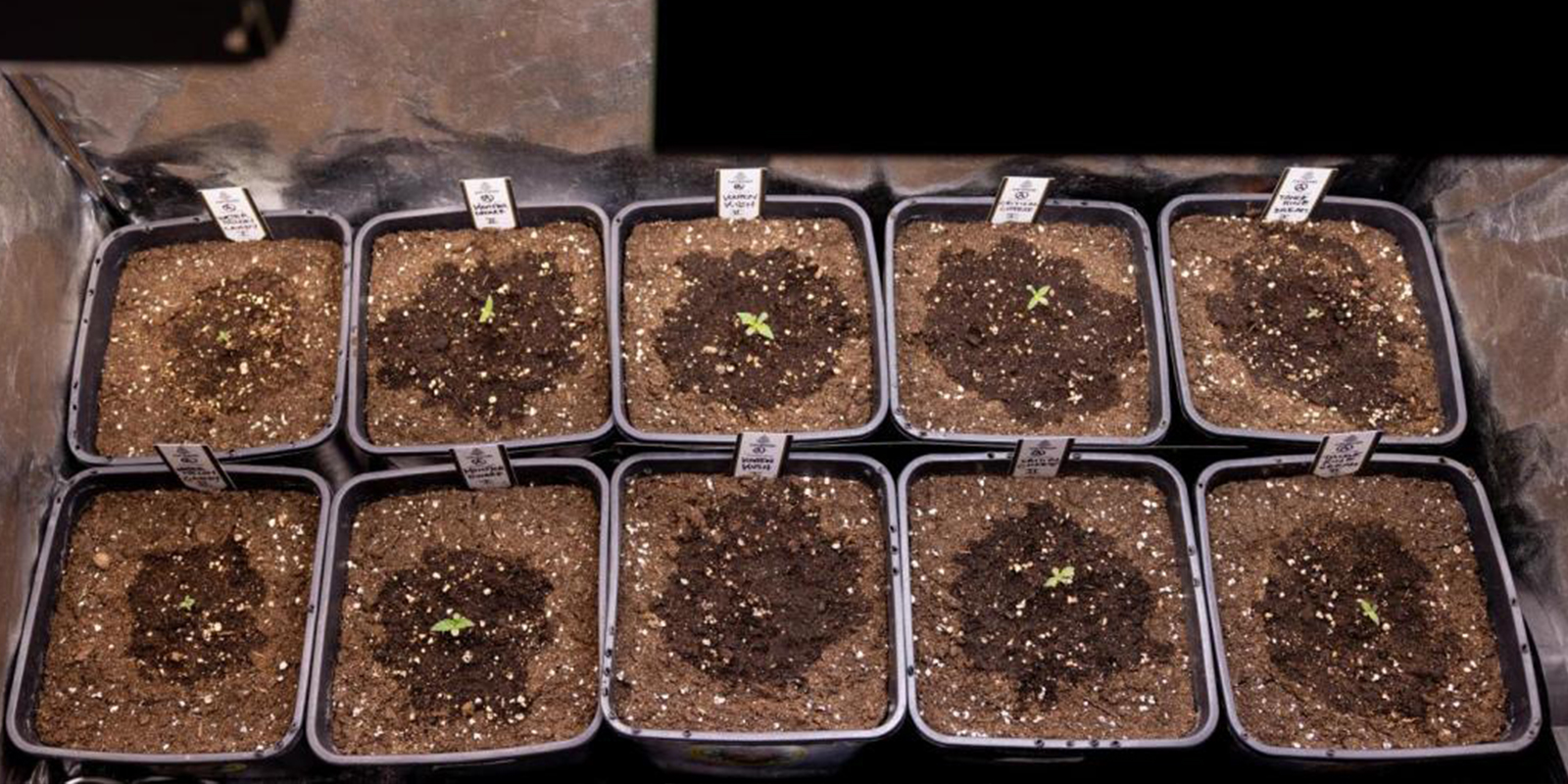 How often to water cannabis seedlings