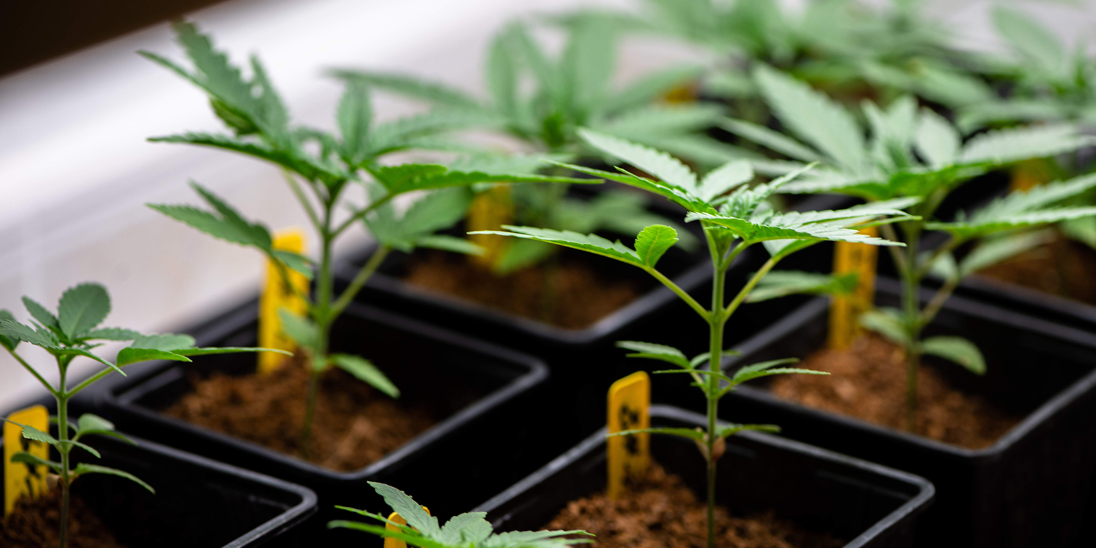 Key takeaways for growing healthy cannabis seedlings