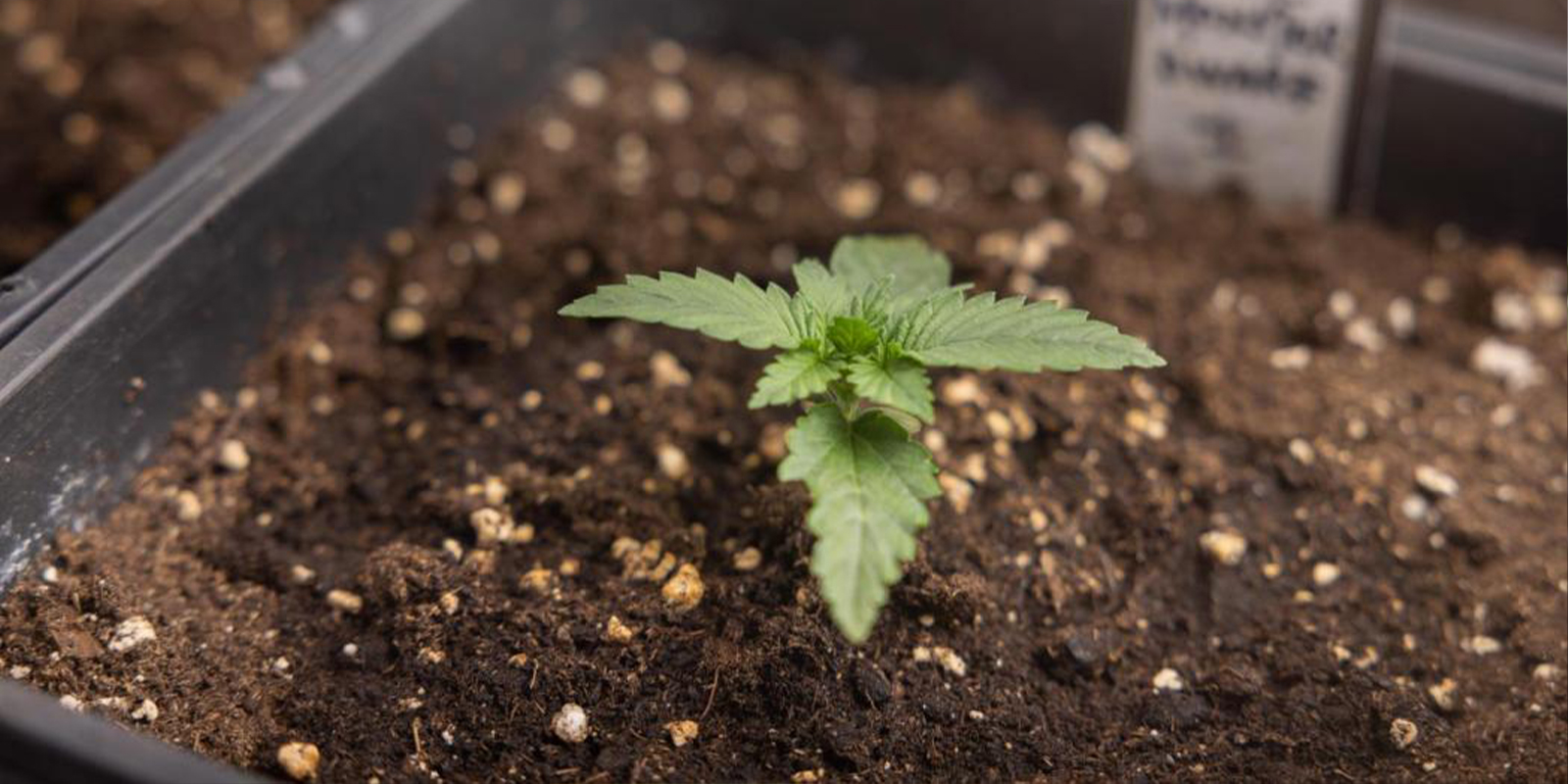 Nutrients for cannabis seedlings
